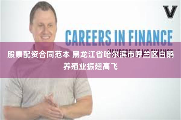 股票配资合同范本 黑龙江省哈尔滨市呼兰区白鹅养殖业振翅高飞